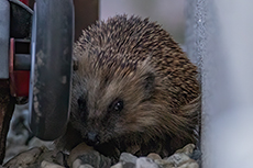 Braunbrustigel [Erinaceus europaeus]