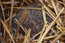 Braunbrustigel [Erinaceus europaeus]