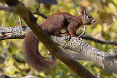 Eurasisches Eichh�rnchen [Sciurus vulgaris]