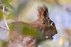 Eurasisches Eichh�rnchen [Sciurus vulgaris]