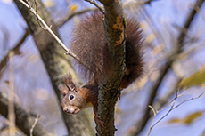 Eurasisches Eichh�rnchen [Sciurus vulgaris]