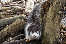 Europ�ischer Nerz [Mustela lutreola]