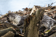 Europ�ischer Nerz [Mustela lutreola]