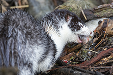 Europ�ischer Nerz [Mustela lutreola]