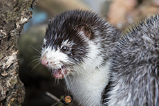 Europ�ischer Nerz [Mustela lutreola]
