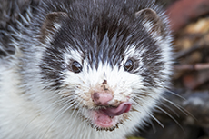 Europ�ischer Nerz [Mustela lutreola]