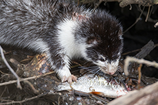 Europ�ischer Nerz [Mustela lutreola]
