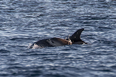 Gemeiner Delfin [Delphinus delphis]
