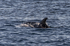 Gemeiner Delfin [Delphinus delphis]