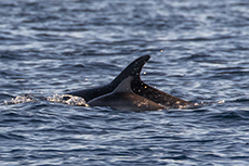 Gemeiner Delfin [Delphinus delphis]
