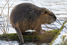Nutria / Biberratte [Myocastor coypus]