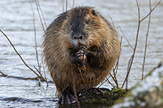 Nutria / Biberratte [Myocastor coypus]