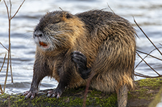 Nutria / Biberratte [Myocastor coypus]