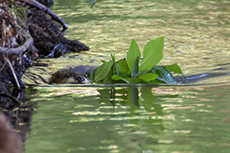 Nutria / Biberratte [Myocastor coypus]