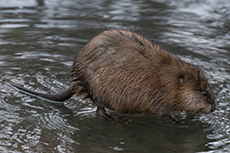 Nutria / Biberratte [Myocastor coypus]