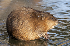 Nutria / Biberratte [Myocastor coypus]