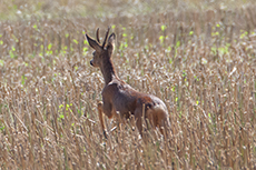 Reh / Europ�isches Reh [Capreolus capreolus]