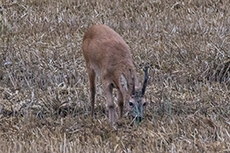Reh / Europ�isches Reh [Capreolus capreolus]