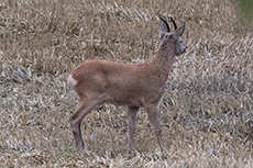 Reh / Europ�isches Reh [Capreolus capreolus]