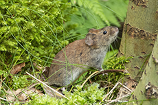R�telmaus [Myodes glareolus]