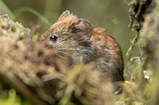 R�telmaus [Myodes glareolus]