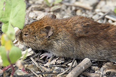 R�telmaus [Myodes glareolus]
