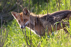 Rotfuchs [Vulpes vulpes]