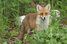 Rotfuchs [Vulpes vulpes]