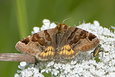 Braune Tageule [Euclidia glyphica]