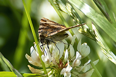 Braune Tageule [Euclidia glyphica]
