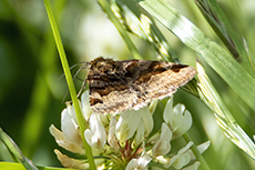 Braune Tageule [Euclidia glyphica]