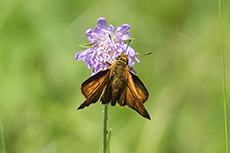 Braunkolbiger Braun-Dickkopffalter [Thymelicus sylvestris]