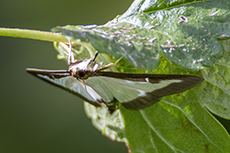 Buchsbaumz�nsler [Cydalima perspectalis]