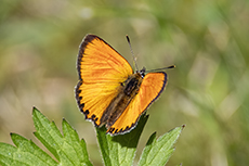 Dukatenfalter m�nnchen [Lycaena virgaureae]