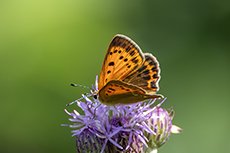 Dukatenfalter weibchen [Lycaena virgaureae]