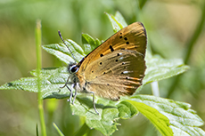 Dukatenfalter [Lycaena virgaureae]
