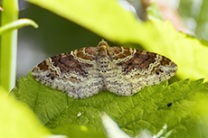 Dunkler Rostfarben-Blattspanner [Xanthorhoe ferrugata]