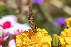 Feuriger Perlmuttfalter<br>[Fabriciana adippe]