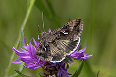 Gammaeule [Autographa gamma]