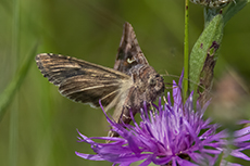 Gammaeule [Autographa gamma]
