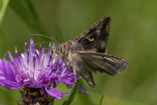 Gammaeule [Autographa gamma]