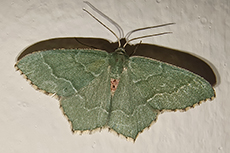 Geb�sch-Gr�nspanner [Hemithea aestivaria]