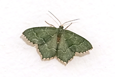 Geb�sch-Gr�nspanner [Hemithea aestivaria]