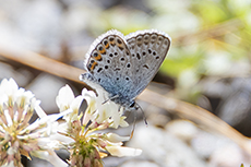Gei�klee-Bl�uling (Argus-Bl�uling) [Plebejus argus]