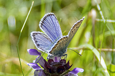 Gei�klee-Bl�uling (Argus-Bl�uling) [Plebejus argus]