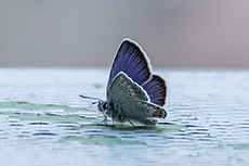 Gei�klee-Bl�uling (Argus-Bl�uling) [Plebejus argus]