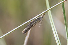 Gestreifter Grasz�nsler [Agriphila tristella]