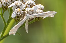 Schafschwingel-Z�nsler [Gillmeria pallidactyla]