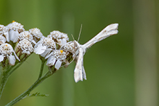 Schafschwingel-Z�nsler [Gillmeria pallidactyla]