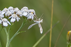 Schafschwingel-Z�nsler [Gillmeria pallidactyla]